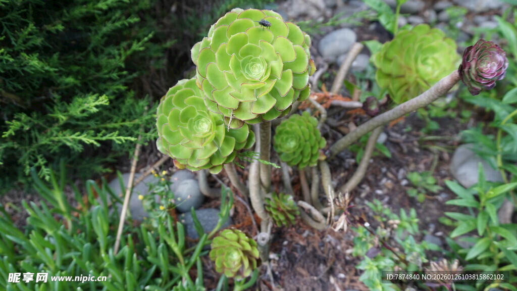 绿色多肉植物特写
