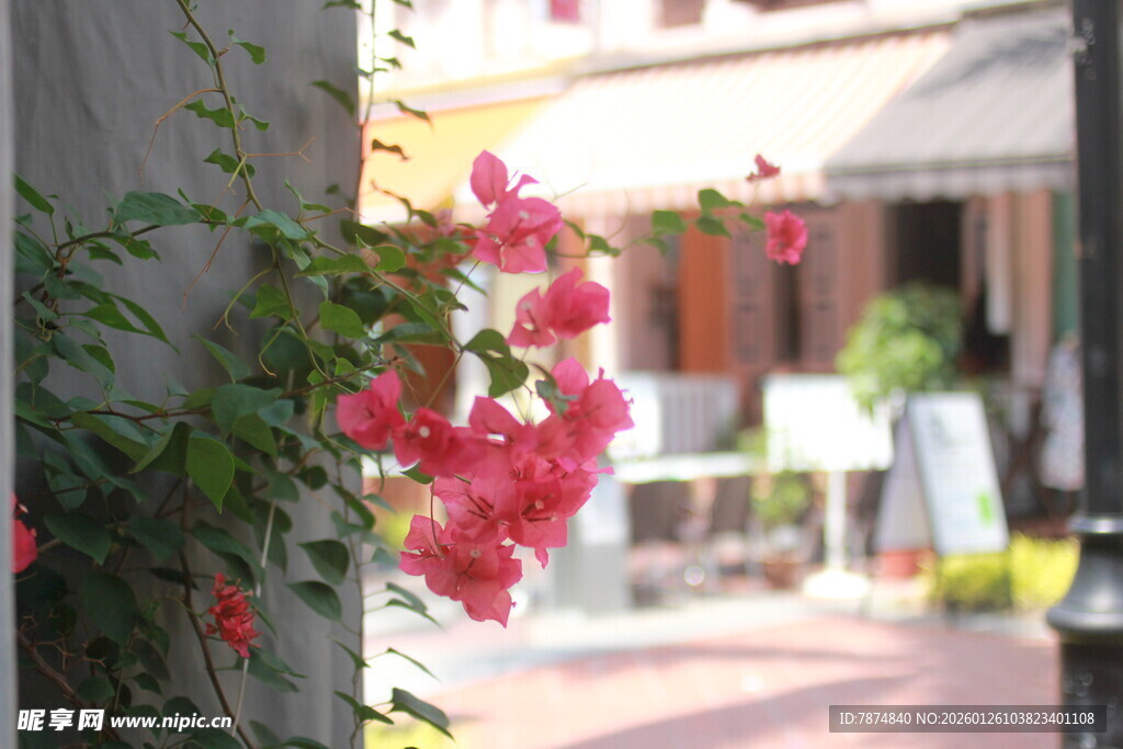 墙边绽放的娇艳粉色花朵