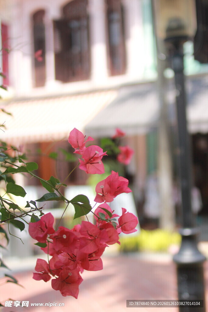 街头绽放的艳丽三角梅