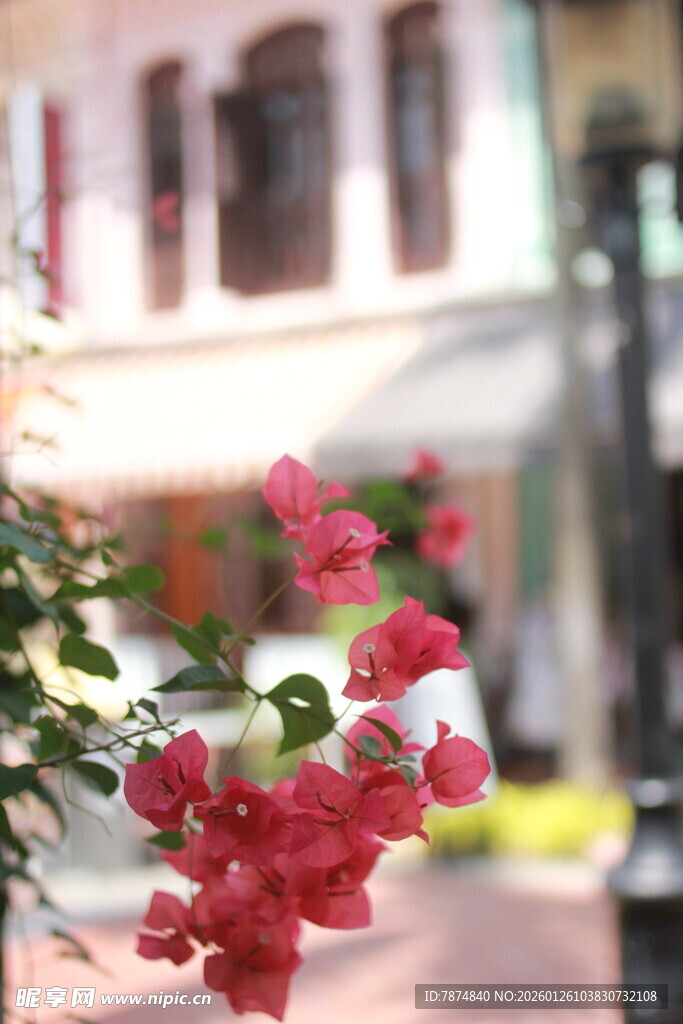 娇艳红花绽放于街道旁