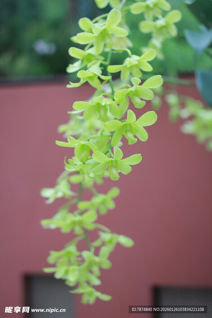 翠绿枝叶垂于红墙前