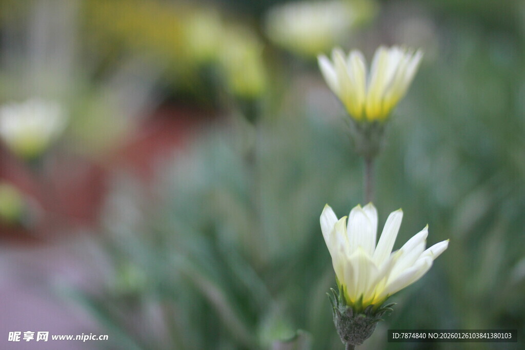 清新白色小花绽放