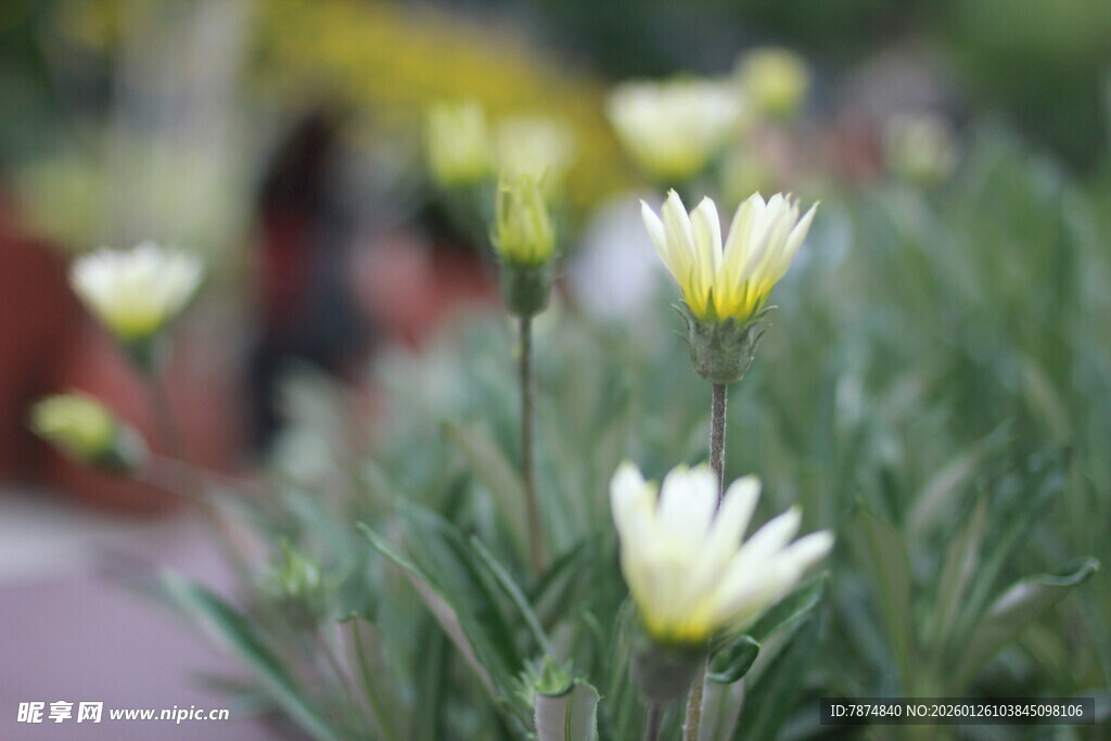 路边绽放的清新小白花