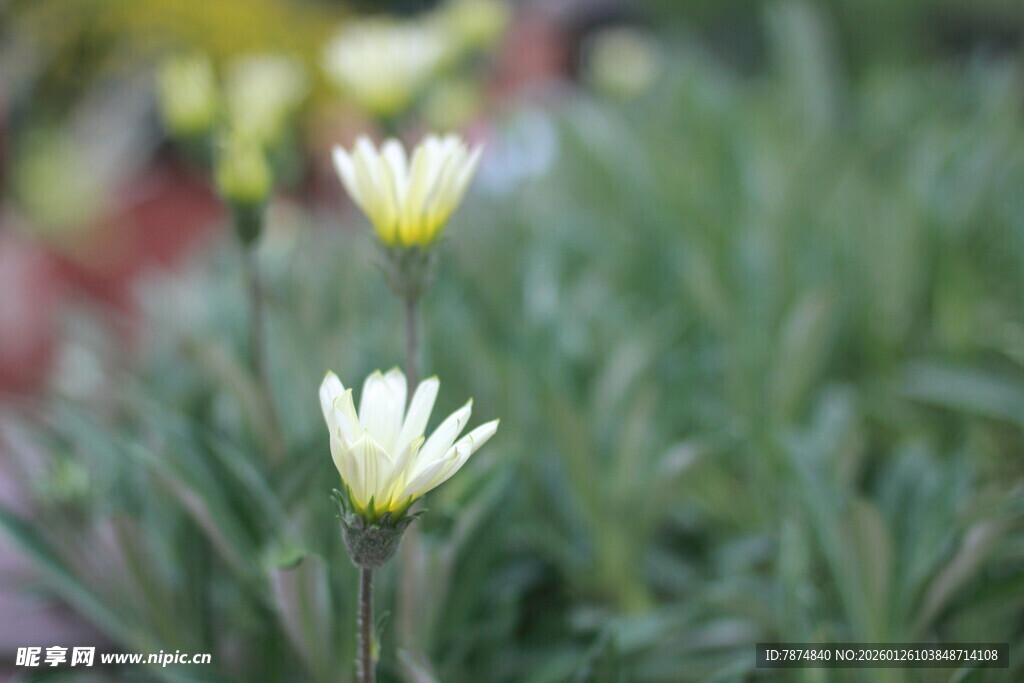两朵清新小雏菊绽放草丛