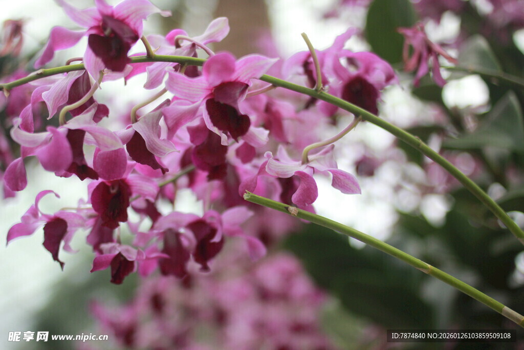 娇艳粉紫兰花绽放枝头