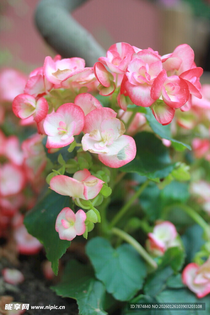 娇艳粉色长寿花绽放