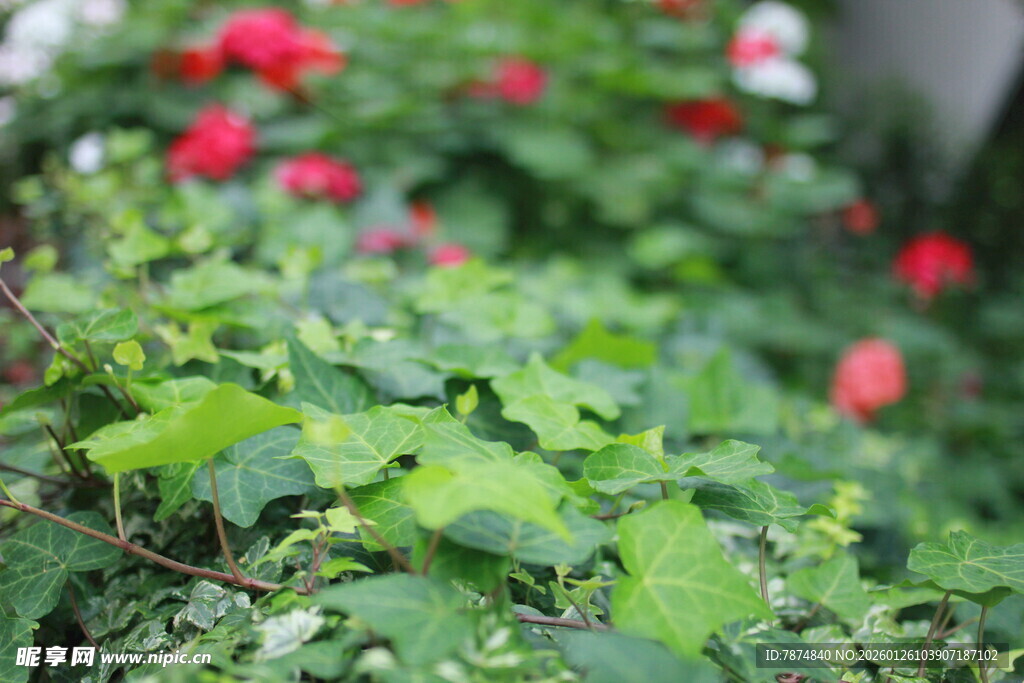 绿叶红花植物景致