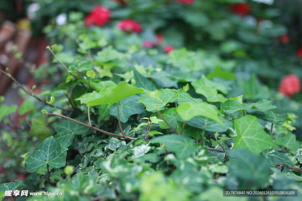 绿叶丛中点点红花