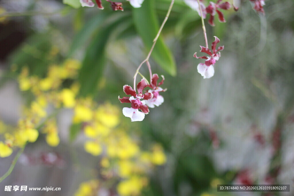垂挂的红白小花