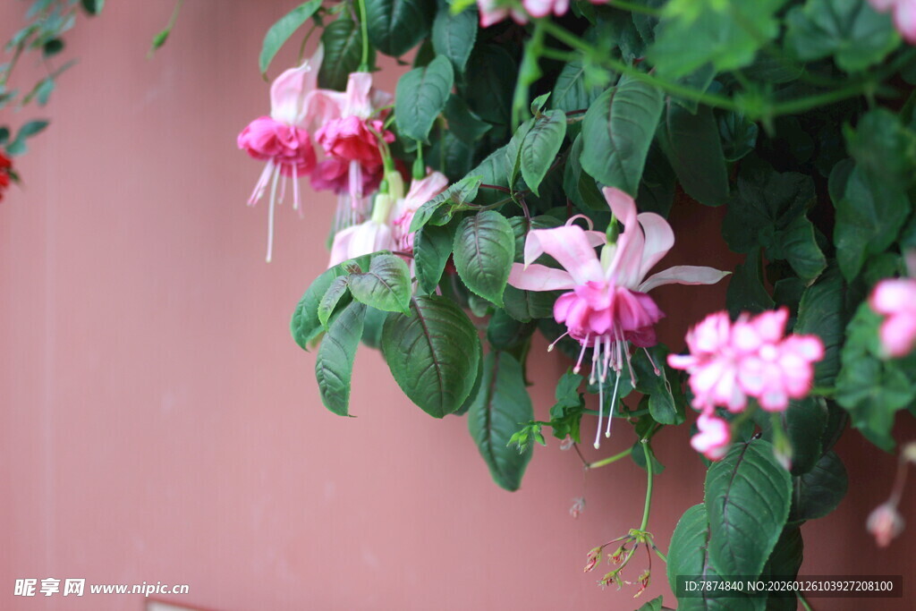 垂吊粉花绿植 清新雅致