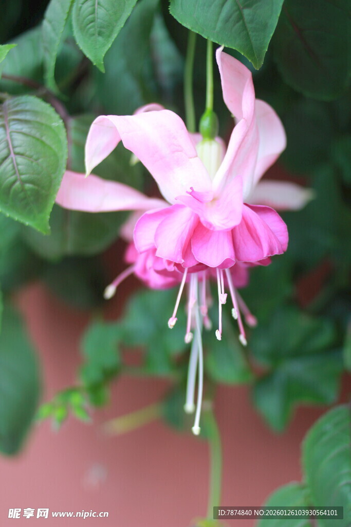 粉色倒挂金钟花特写