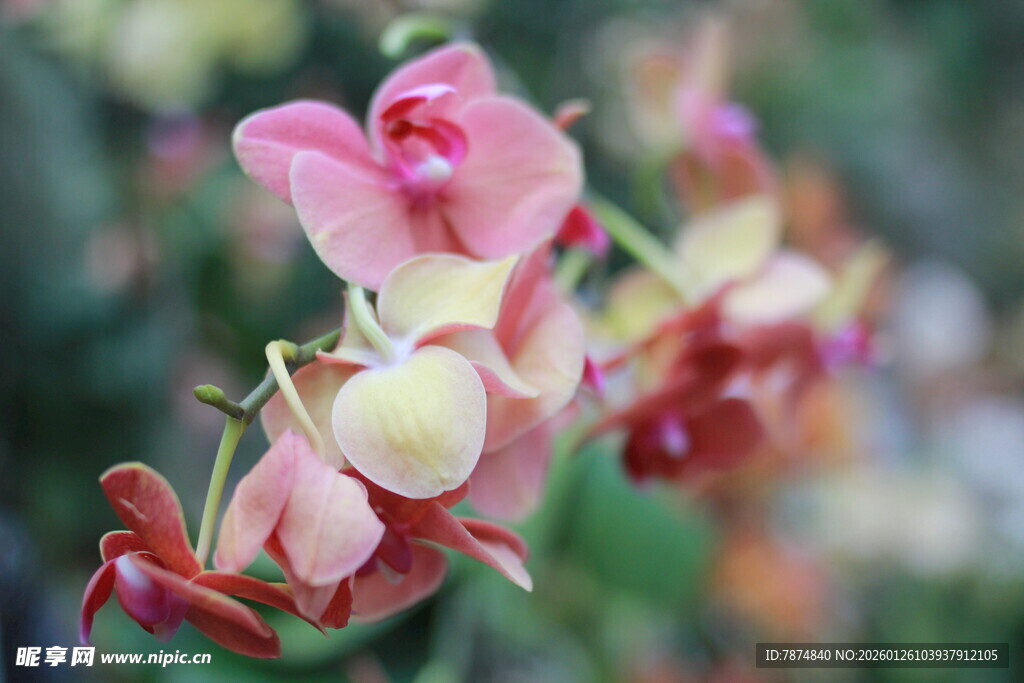 娇艳多彩花卉特写