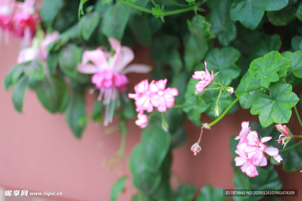 粉色垂吊花卉生机盎然