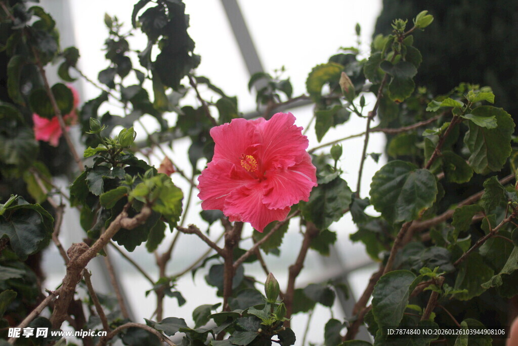 娇艳绽放的粉色花朵