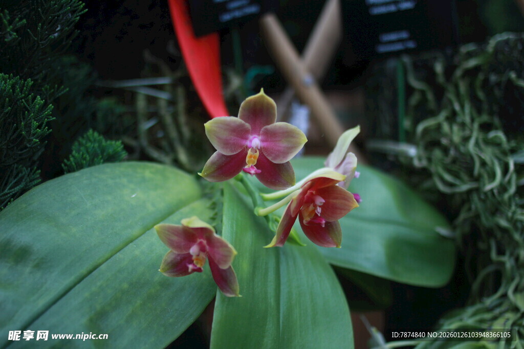 娇艳兰花绽放绿叶间