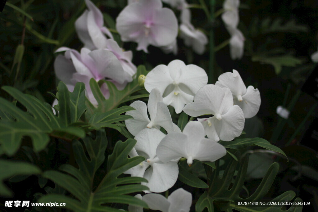 白色粉色花卉特写