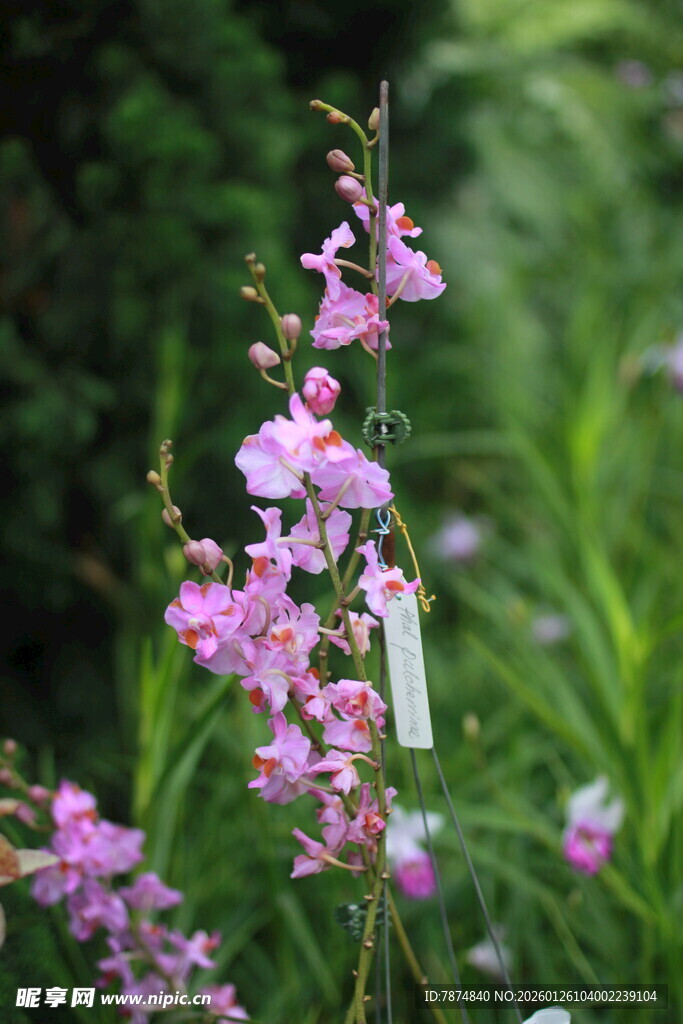 粉色小花绽放于绿意间