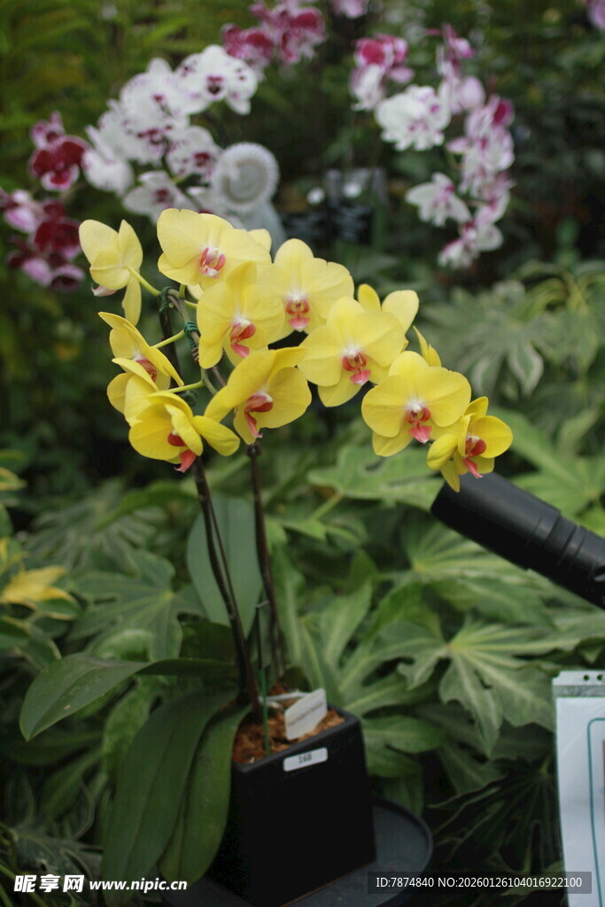 黄色蝴蝶兰盆栽花卉展示