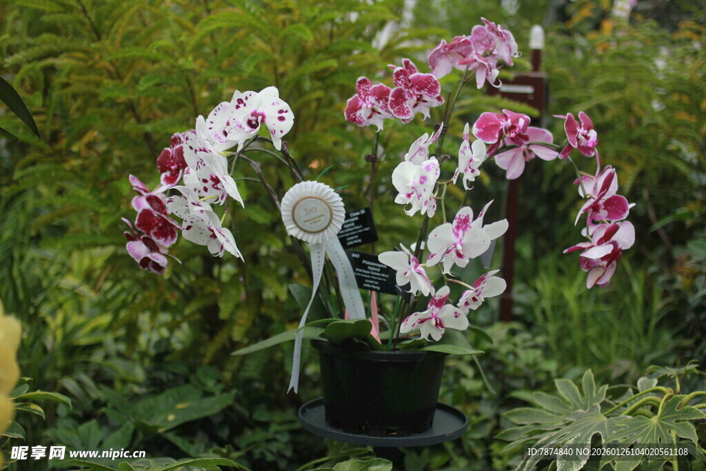 多彩蝴蝶兰盆栽