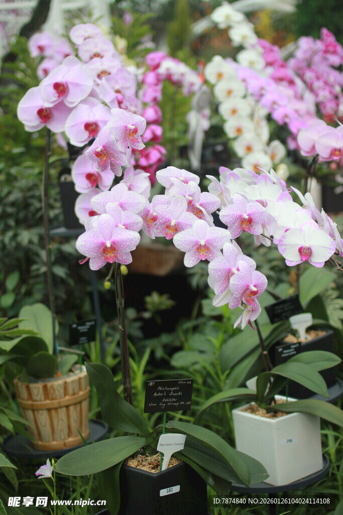 美丽蝴蝶兰绽放