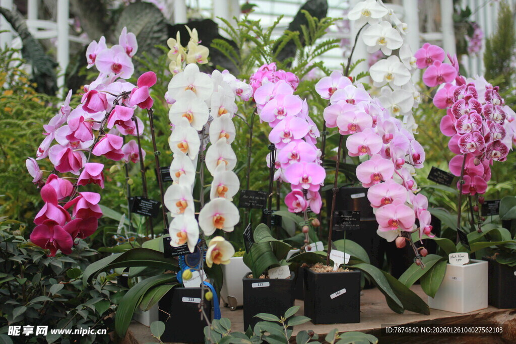 多彩蝴蝶兰绽放