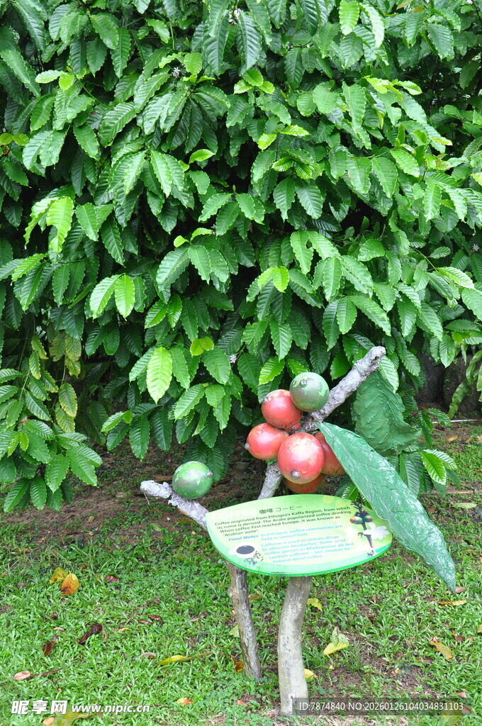 手推车上的新鲜红苹果