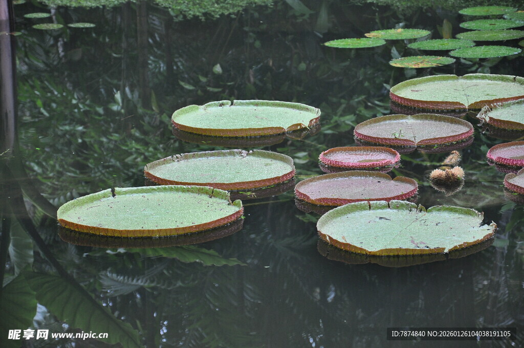 水面上的巨型王莲叶片