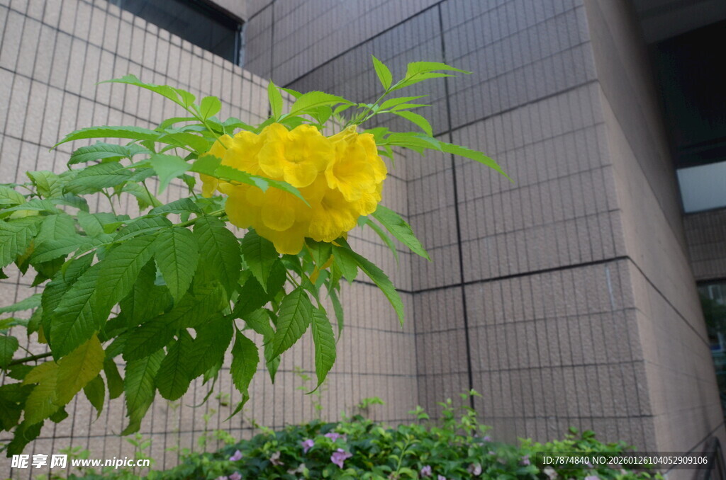 墙边绽放的黄色鲜艳花朵