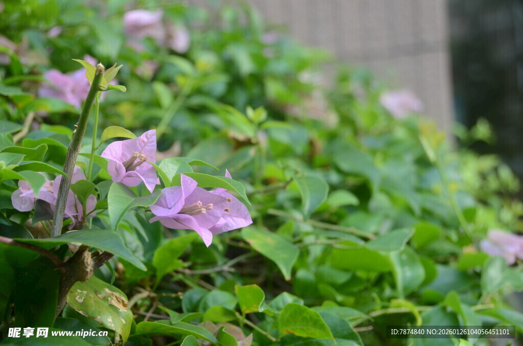 绽放的紫色牵牛花
