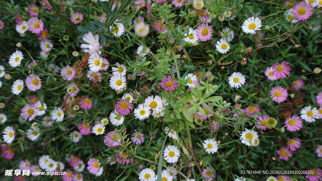 缤纷野花绽放的美丽图景