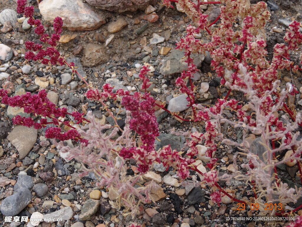 红色肉质植物生长于石间