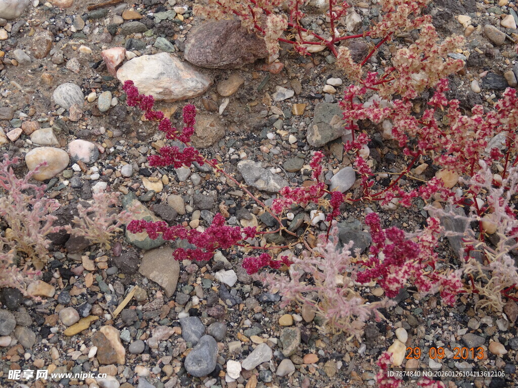 石间红植物 自然小景致