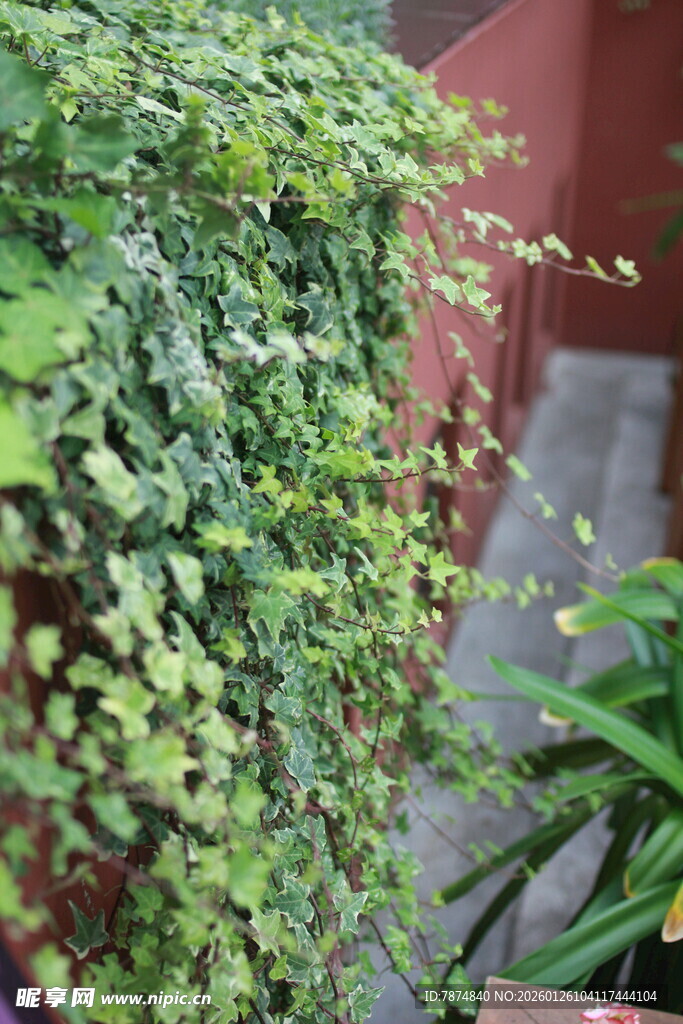 垂吊绿植 清新自然景致