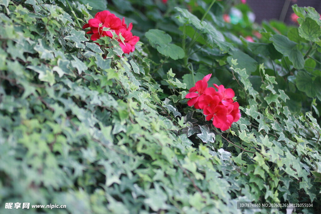 绿叶丛中两朵艳红花朵