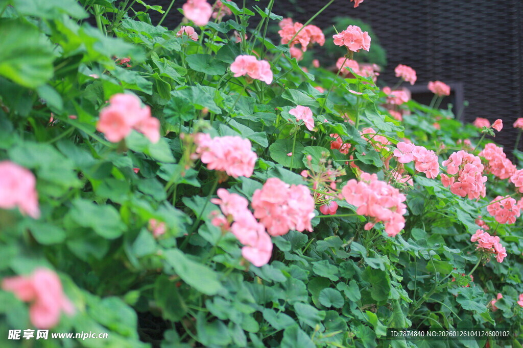 粉色花朵绽放于绿叶间