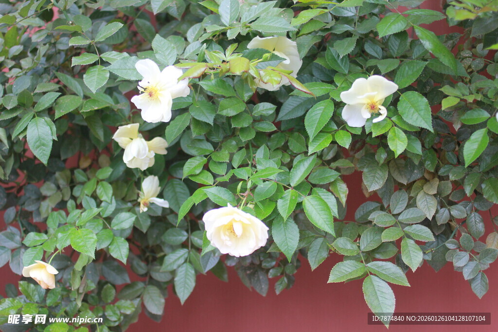 墙边绽放的白色蔷薇花