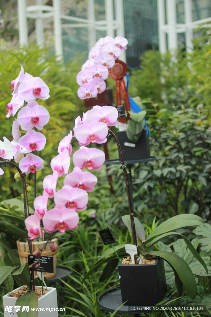 粉色蝴蝶兰盆栽花卉展示