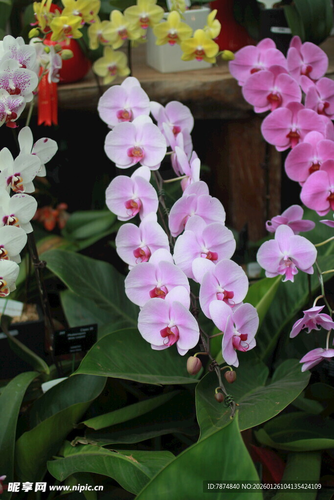 美丽粉白蝴蝶兰绽放