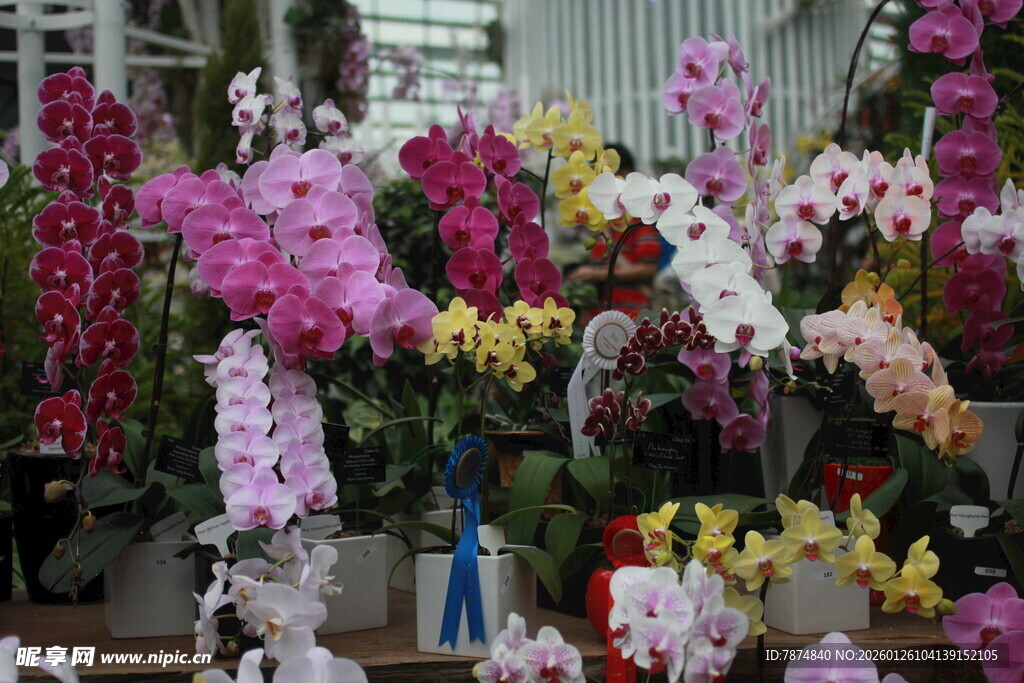 多彩兰花绽放室内花展