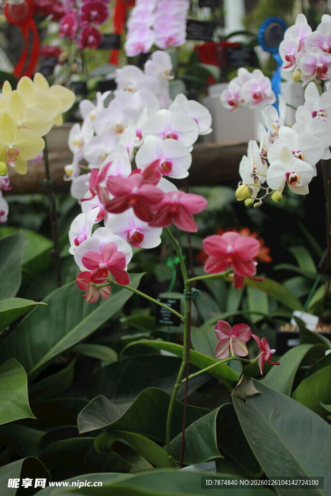 多彩蝴蝶兰绽放