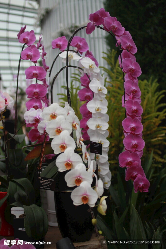 多彩蝴蝶兰绽放温室