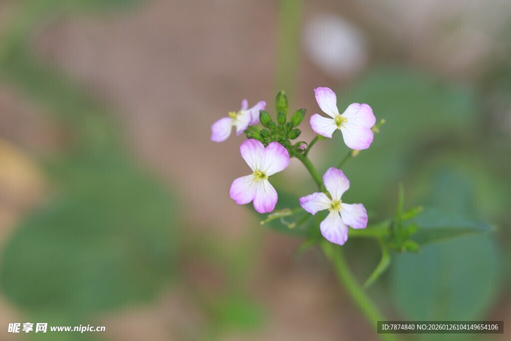 小巧清新的白色小花