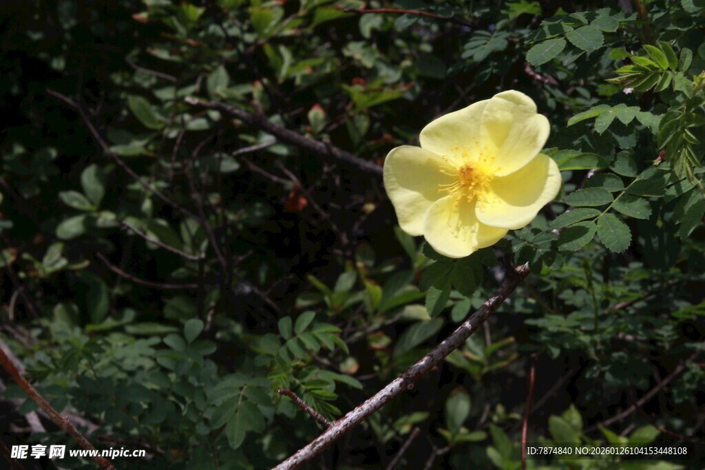 黄色单花绽放于绿叶间