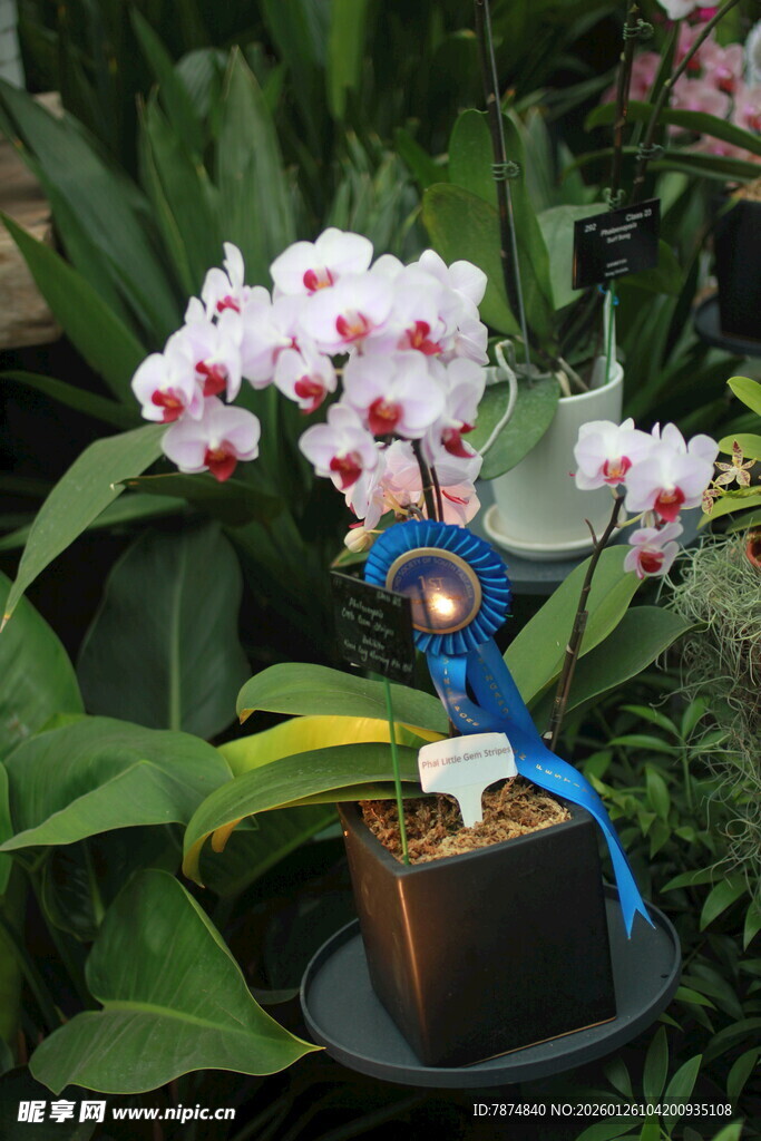 兰花旁的精致蓝色摆件