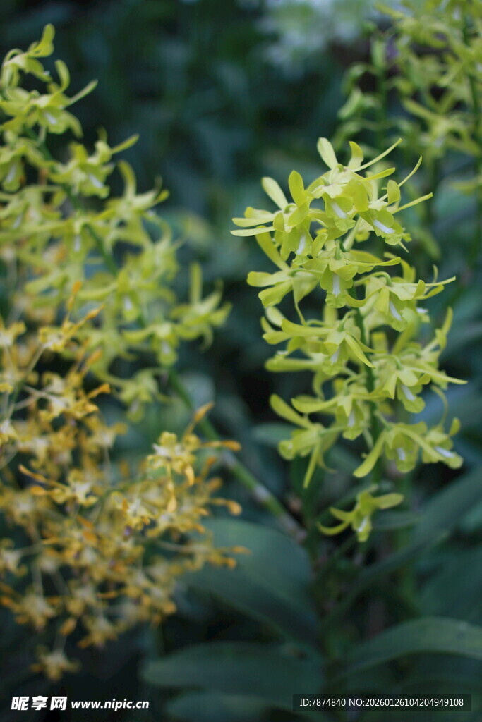 黄色花朵植物特写