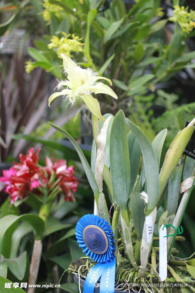 多彩花卉与蓝色标牌景观