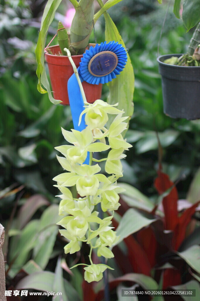 垂吊绿植装饰 清新小景