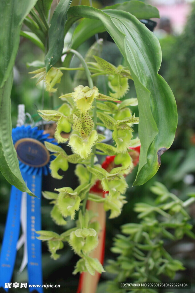 翠绿兰花绽放于蓝架旁