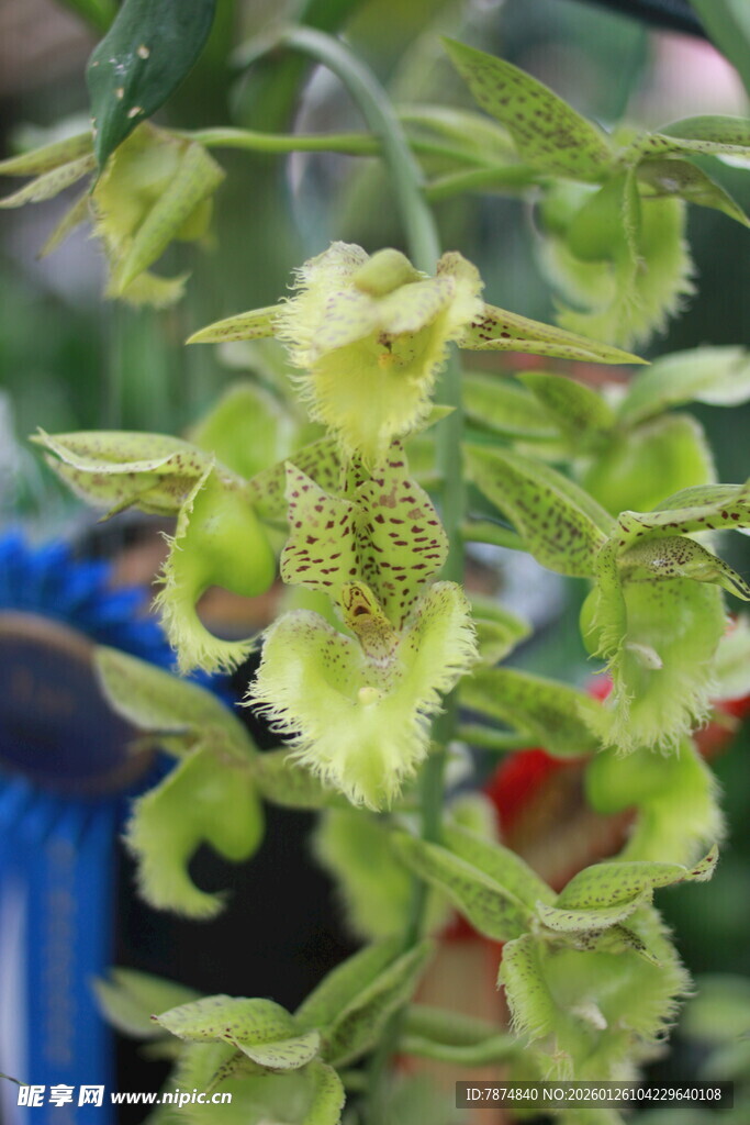 奇特绿色花朵特写