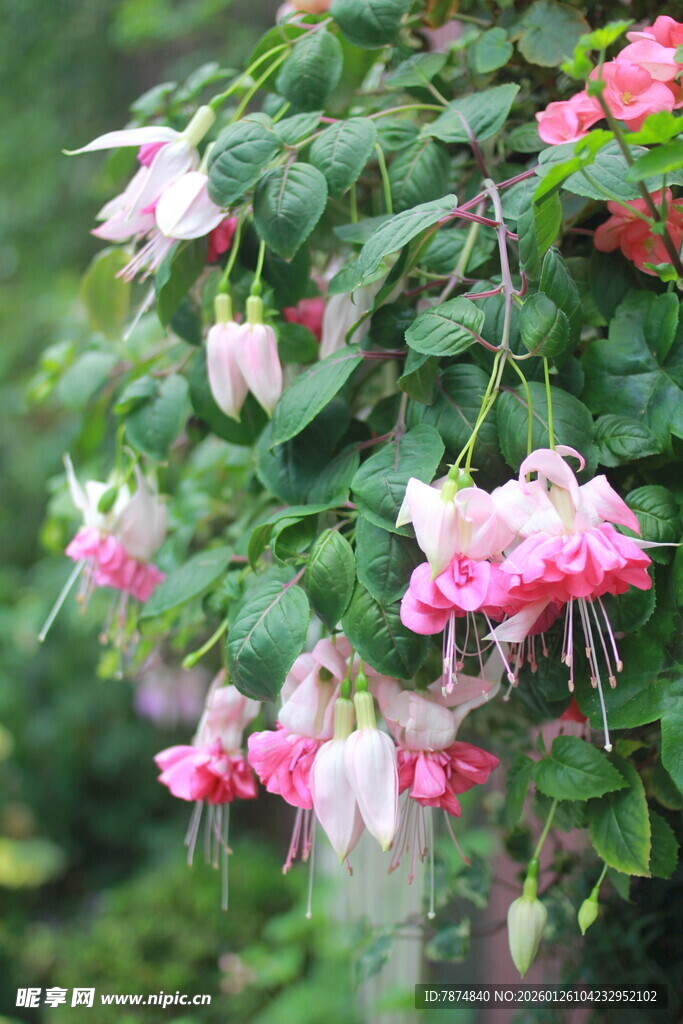 娇艳倒挂金钟绽放美景